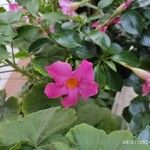 Mandevilla sanderi Flor