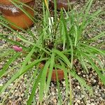 Zephyranthes robusta 整株植物