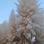 Cortaderia selloana Flor