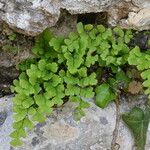 Adiantum capillus-veneris Hábito