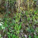 Crepis nicaeensis Habitat