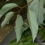Cryptocarya odorata Leaf
