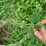 Hygrophila costata Blad