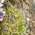 Viola pygmaea ഇല