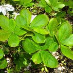 Rhododendron schlippenbachii Hoja