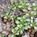 Lythrum portula Leaf