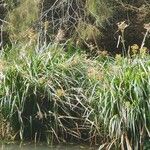 Cyperus dives Hoja