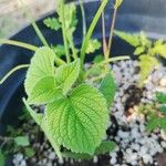 Salvia tiliifolia Leaf