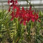 Renanthera storiei 花