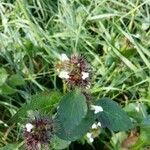 Mentha arvensis Fiore