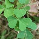 Oxalis stricta Lehti