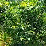 Rhus glabra Leaf