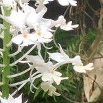 Calanthe triplicata Характер