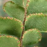 Adiantum hispidulum Frucht