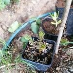 Sedum × rubrotinctum Leaf