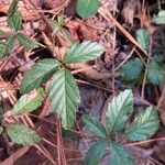 Rubus trivialis 葉