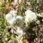 Bombycilaena discolor Fiore