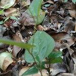 Smilax glauca ഇല