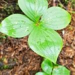 Cornus canadensis Folla