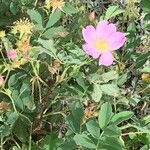 Rosa arkansana Virág