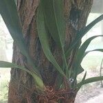 Maxillaria rufescens Leaf