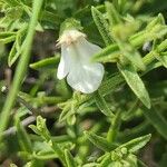 Stachys glutinosa Fiore