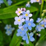 Myosotis sylvatica 花