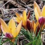 Crocus angustifolius Λουλούδι