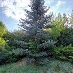 Abies concolor Облик