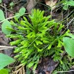 Lycopodium complanatum Tervik taim