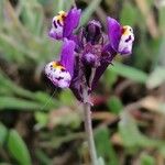 Linaria amethystea Квітка