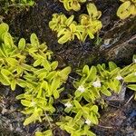 Pinguicula crystallina Lapas