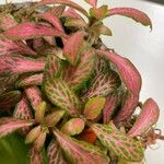 Fittonia albivenis Leht