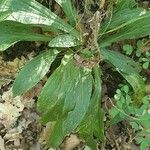 Digitalis ferruginea Leaf