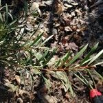 Callistemon viminalis Leaf