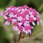 Pericallis aurita Blomma