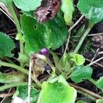 Viola reichenbachiana Leaf