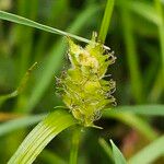 Carex hirta Fleur