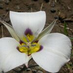 Calochortus bruneaunis Fiore