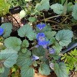 Phacelia campanularia 花