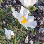 Argemone corymbosa Flower