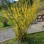 Forsythia × intermediaFlower