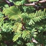 Vachellia aroma Leaf
