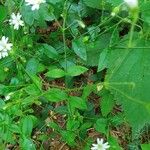 Stellaria nemorum Лист