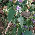 Campanula trachelium Flor