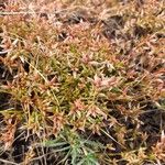 Juncus pygmaeus Habitat