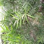 Afrocarpus falcatus Листок