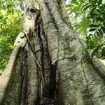 Gilletiodendron kisantuense Bark