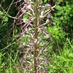 Himantoglossum adriaticum Fruit