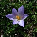 Crocus thomasii Λουλούδι